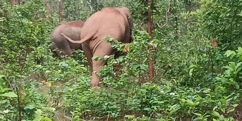 Bahragoda:  रोटेबांध गांव के पास आठ जंगली हाथियों के आगमन से क्षेत्र में दहशत, वन विभाग अलर्ट