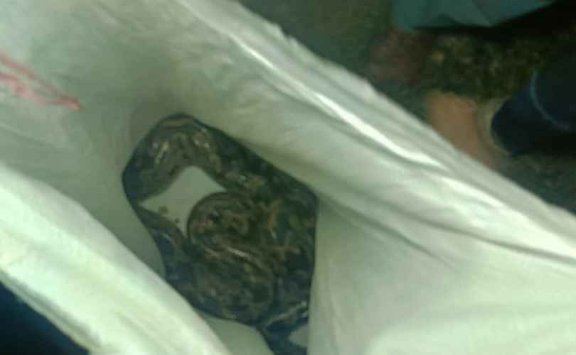 Baharagoda: गम्हारिया गांव से विशाल अजगर सांप रेस्क्यू कर सुरक्षित जंगल में छोड़ा