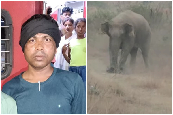 रामगढ़ : सीसीएल कर्मी को हाथी ने पटक-पटककर मार डाला