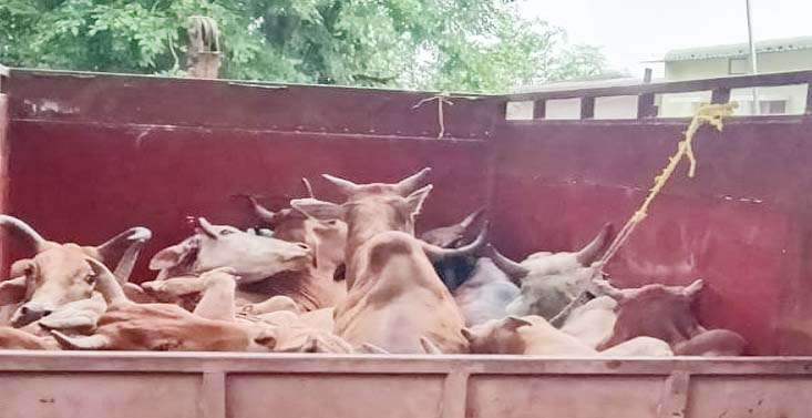 गुमला : तस्करी को ले जाए जा रहे पशुओं को पुलिस ने किया बरामद, तस्कर फरार
