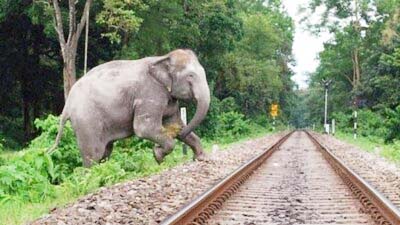 घाटशिला : रेलवे ट्रैक पार कर रहा हाथियों का झुंड जनशताब्दी एक्सप्रेस की चपेट में आया, तीन की मौत