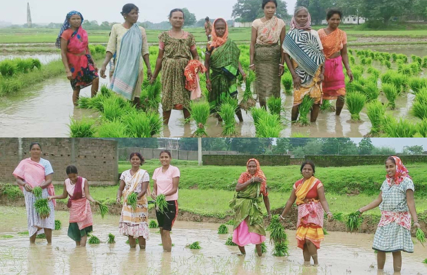 खेतों में धान रोपनी शुरू, ग्रामीण अंचलों में दिखी परंपरा और परिश्रम की साझी तस्वीर