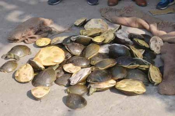 गयाजी जंक्शन पर RPF की कार्रवाई, दून एक्सप्रेस से 102 जिंदा कछुए बरामद