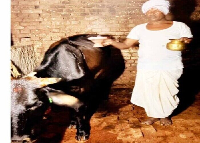 सोहराय पर्व की धूम, गौ माता की हुई पूजा-अर्चना