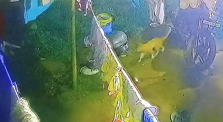 रांची के कटहल मोड़ में घर के अंदर घुसा बाघ, सीसीटीवी में हुआ कैद