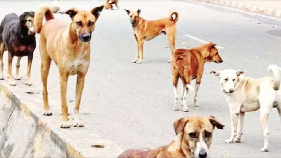 मोतिहारी : आवारा कुत्तों ने 12 से अधिक बच्चों को काटकर किया घायल