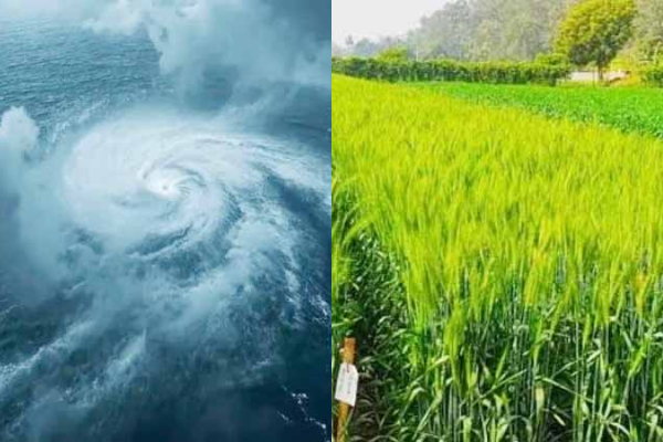 चक्रवाती तूफान ‘मोंथा’ से फसलों की सुरक्षा के लिए प्रशासन ने जारी की सलाह