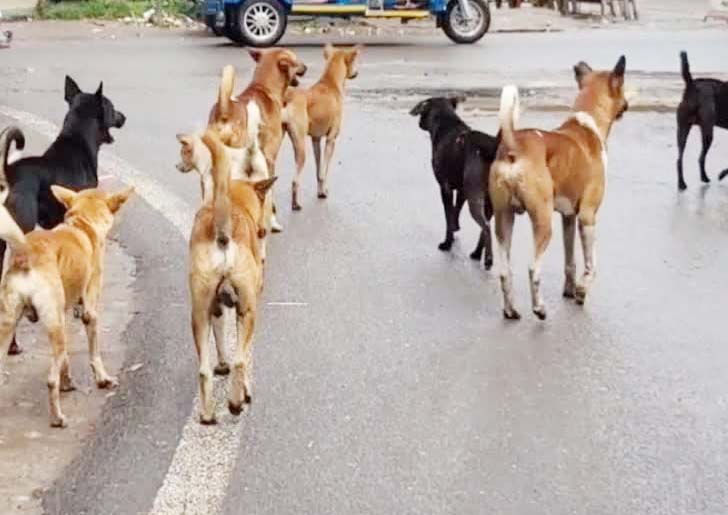 हजारीबाग : आवारा कुत्तों ने  20 से अधिक लोगों को काटकर किया घायल