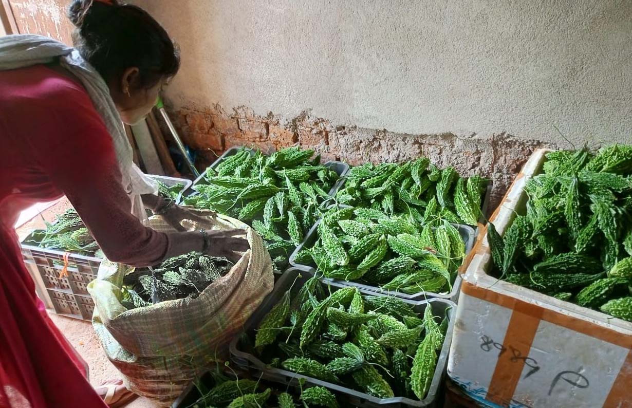 करेले से स्ट्रॉबेरी तक : ड्रिप सिंचाई बनी महिला किसानों के बदलाव की मिसाल