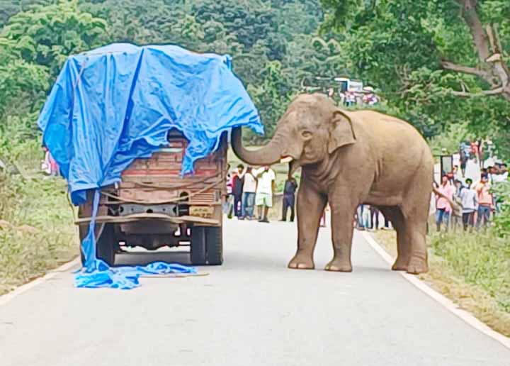 लातेहार : झुंड से बिछड़ा हाथी शहर में पहुंचा, अफरा-तफरी का माहौल