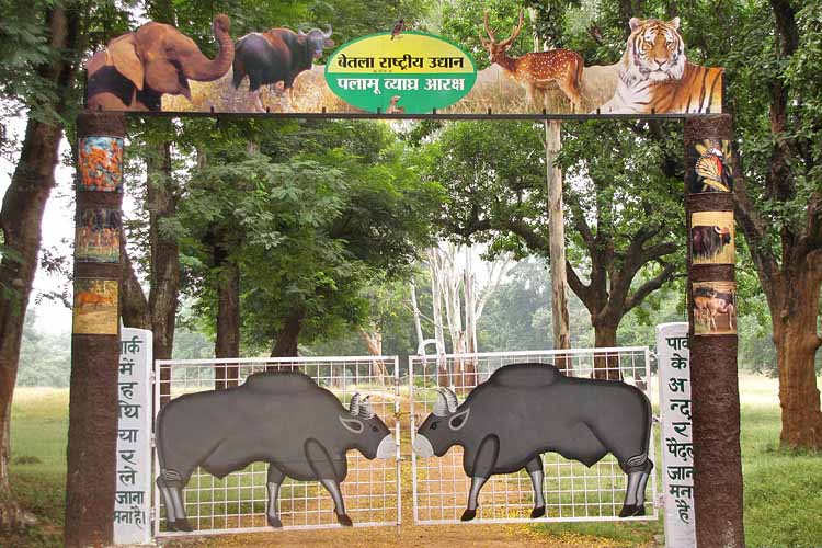 करोड़ों खर्च, फिर भी नतीजा ‘शून्य’! पलामू टाइगर रिजर्व में बाघ विलुप्ति के कगार पर