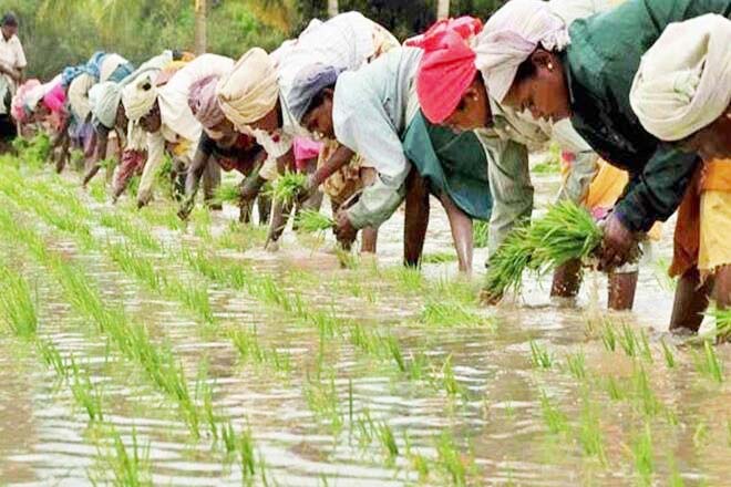 अच्छी मॉनसूनी बारिश से झारखंड में धान की रोपाई में रिकॉर्ड बढ़ोतरी