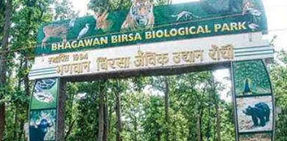पोस्टमार्टम रिपोर्ट में जिराफ के गर्भवती होने की पुष्टि