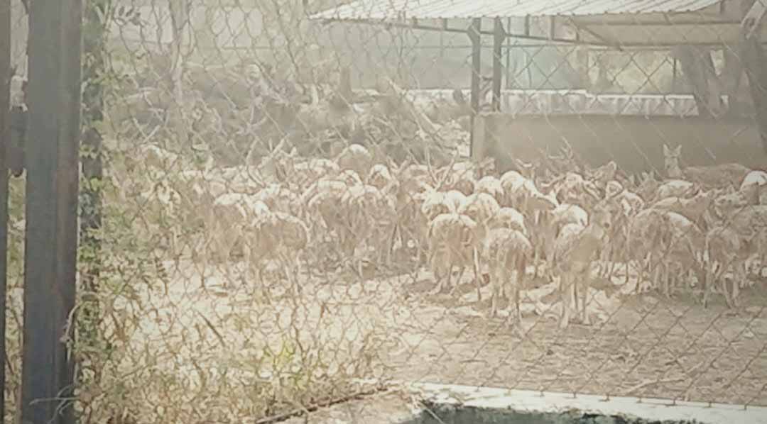 जमशेदपुर : टाटा जू में संक्रमण का कहर, 10 काले हिरण मरे, हाई अलर्ट जारी