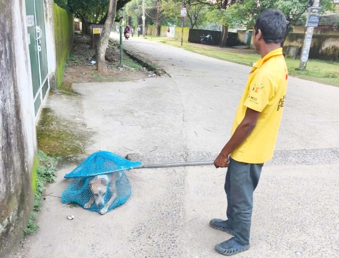 रांची में आवारा कुत्तों की नसबंदी व टीकाकरण अभियान तेज, निगम ने चलाया विशेष कार्यक्रम
