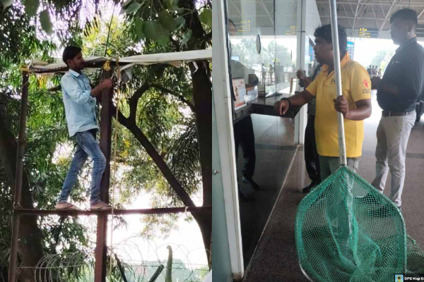 नगर निगम का अभियान: स्ट्रीट डॉग्स की नसबंदी व अवैध  होर्डिंग्स पर सख्त कार्रवाई