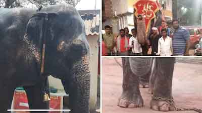 सुप्रीम कोर्ट कोल्हापुर मंदिर की हथिनी को वनतारा भेजने के खिलाफ दायर याचिका सुनेगा