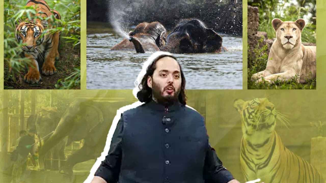 अनंत अंबानी के वनतारा प्रोजेक्ट को सुप्रीम कोर्ट की एसआईटी ने क्लीन चिट दी