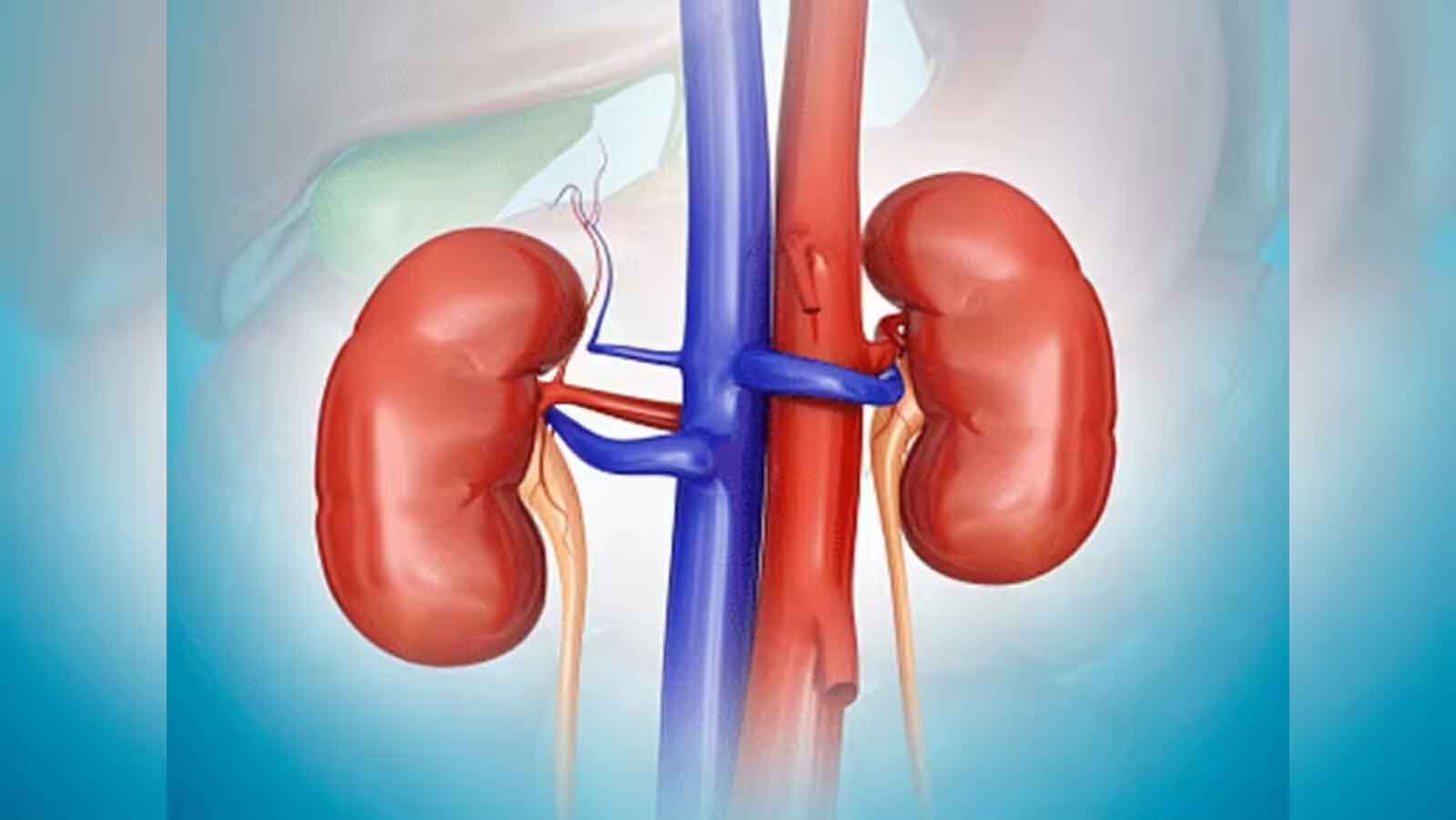 वैज्ञानिकों ने बनाई यूनिवर्सल किडनी, सभी ब्लड ग्रुप वाले मरीजों में हो सकती है ट्रांसप्लांट