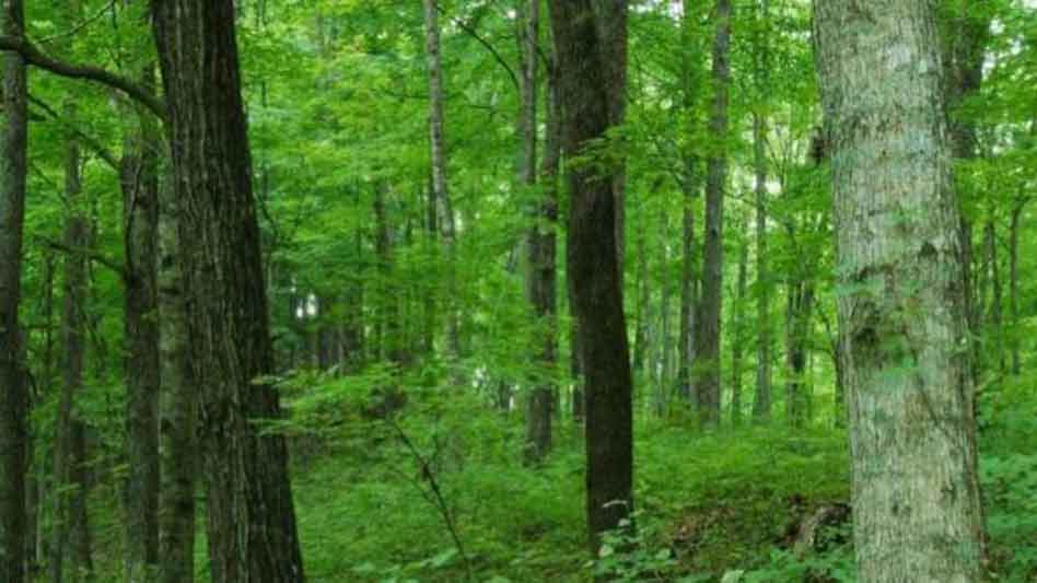 झारखंड में सिल्विकल्चरल ऑपरेशन योजना, वनों के संवर्द्धन और संरक्षण की नयी पहल