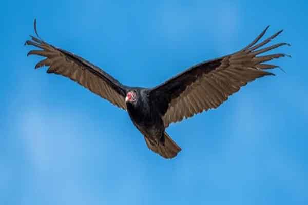 अनूठा  यात्री,  पाकिस्तान, अफगानिस्तान, उज्बेकिस्तान की सैर कर मारीच  भारत लौटा,  15 हजार किलोमीटर की दूरी तय की