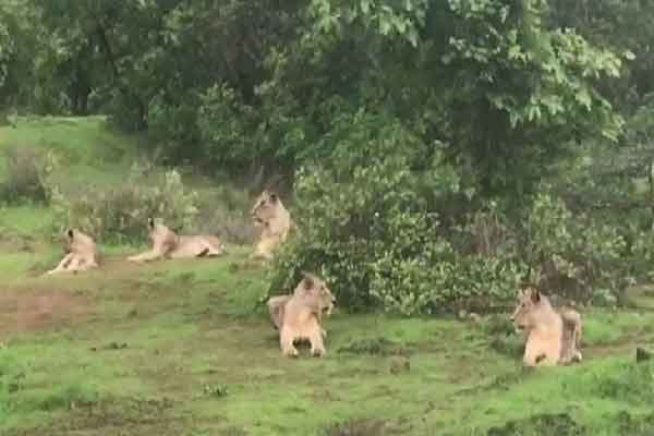 जूनागढ़  :  सासण गिर की जंगल सफारी में पयर्टकों के सामने से गुजरा 11 शेरों का झुंड