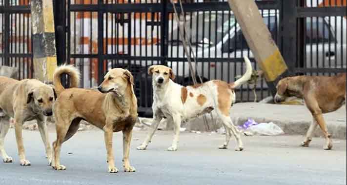 सुप्रीम कोर्ट का सभी राज्यों को आदेश, स्कूल, कॉलेज, अस्पताल के पास से आवारा कुत्ते हटायें जायें