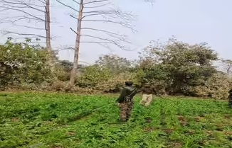 लातेहारः पुलिस ने 15 एकड़ में लगी अफीम की फसल नष्ट की