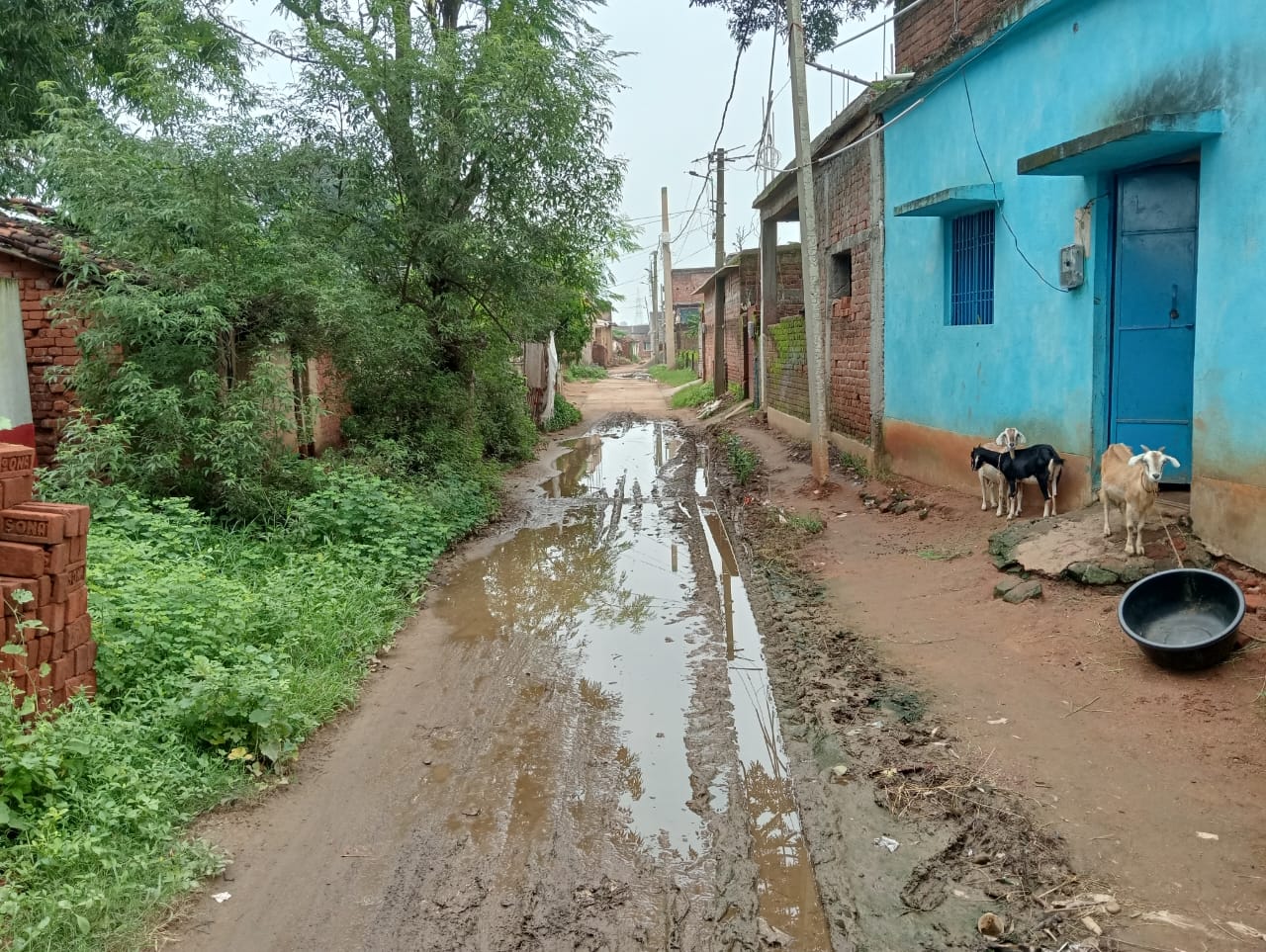 देवघरः वार्ड 6 में जल जमाव से बढ़ी लोगों की परेशानी
