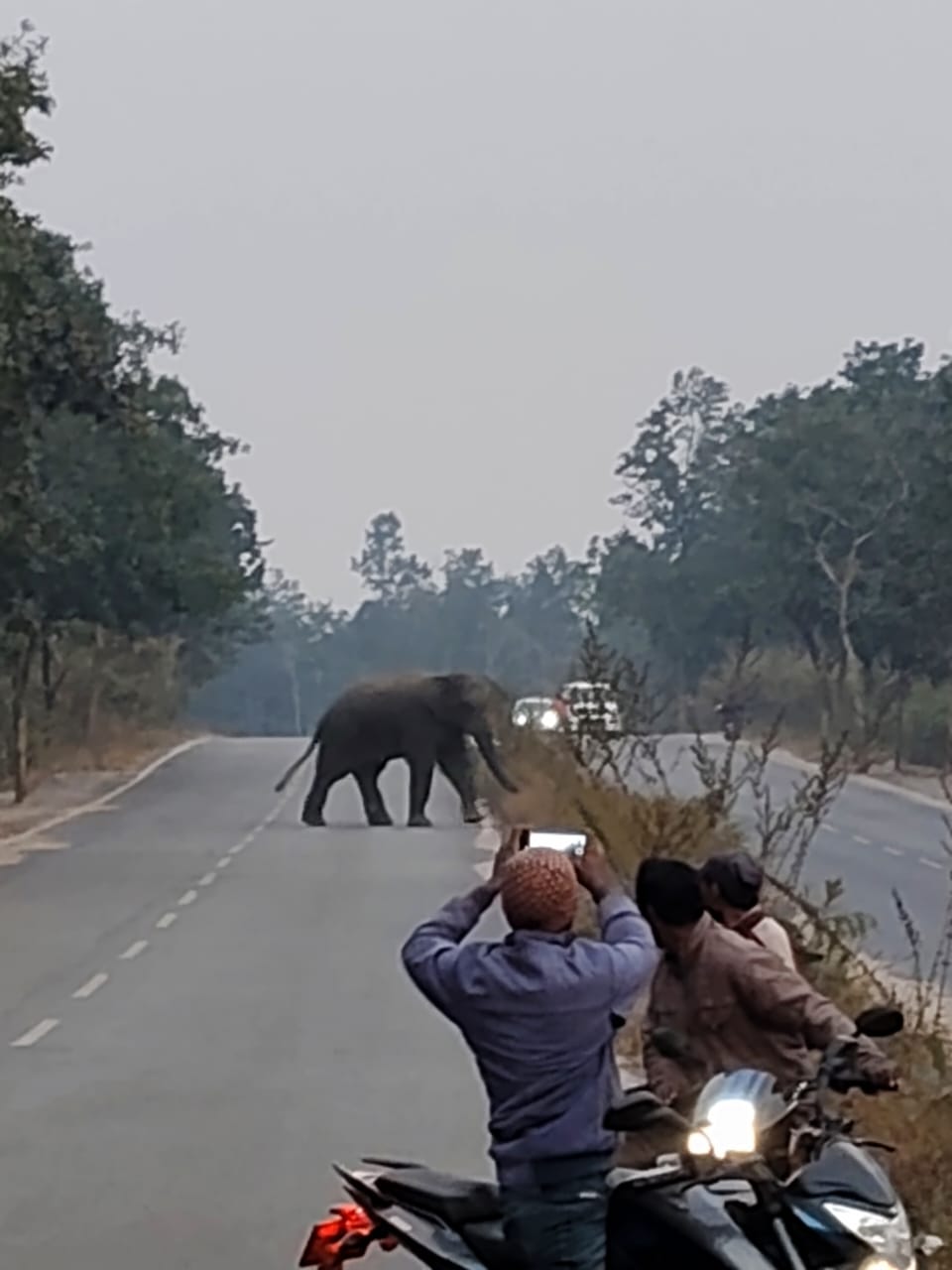 रामगढ़ः रजरप्पा मंदिर रोड के समीप पहुंचा जंगली हाथियों का झुंड, लोगों में दहशत