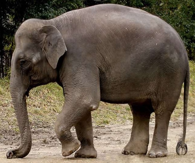 बहरागोड़ा: चंचलदा में जंगली हाथी का उत्पात, राशन दुकान की दीवार तोड़ चट कर गया अनाज