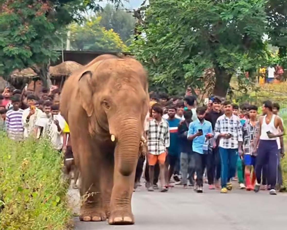 लातेहारः झुंड से बिछड़े हाथी का उत्पात, बस को 3 घंटे कब्जे में रखा