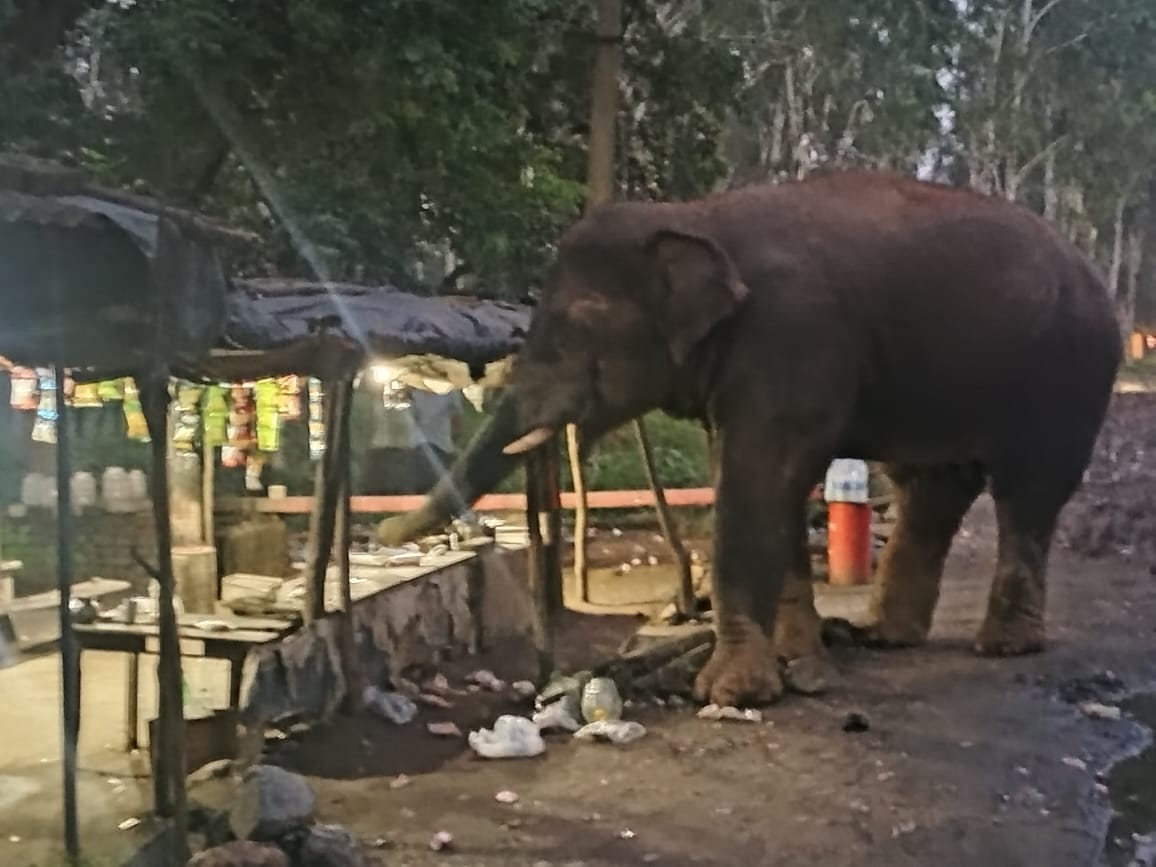 लातेहारः झुंड से बिछड़ा हाथी पहुंचा बालूमाथ, डर के शाए में रहे लोग