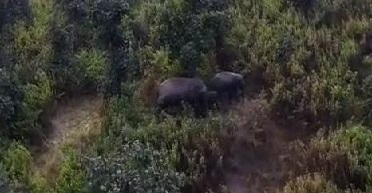 रामगढ़ः बोरोबिंग से चितरपुर तक हाथियों की दस्तक, प्रखंड कार्यालय के पीछे जंगल में डाला डेरा