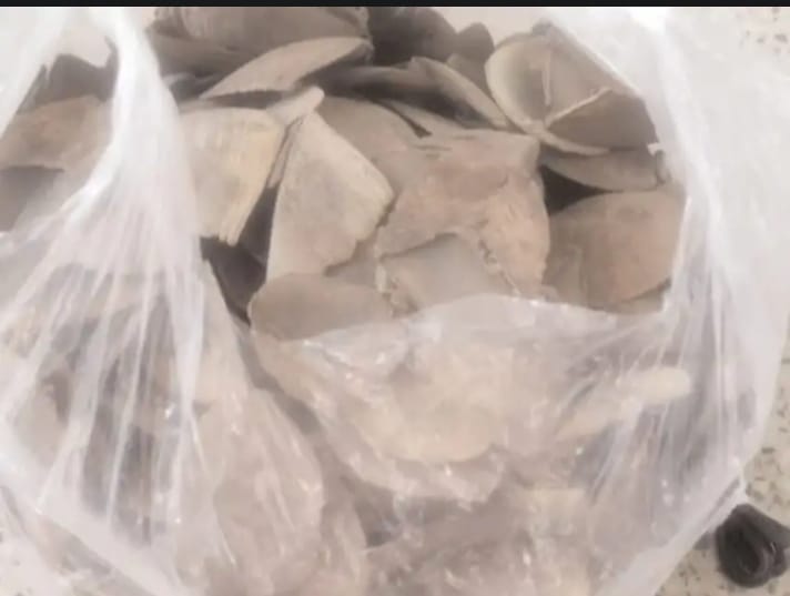 लातेहारः 2 किलो पैंगोलिन के साथ महिला तस्कर गिरफ्तार