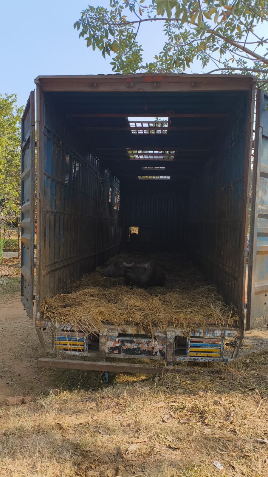 रांचीः पशु तस्करी का प्रयास विफल, 32 मवेशियों के साथ तस्कर गिरफ्तार