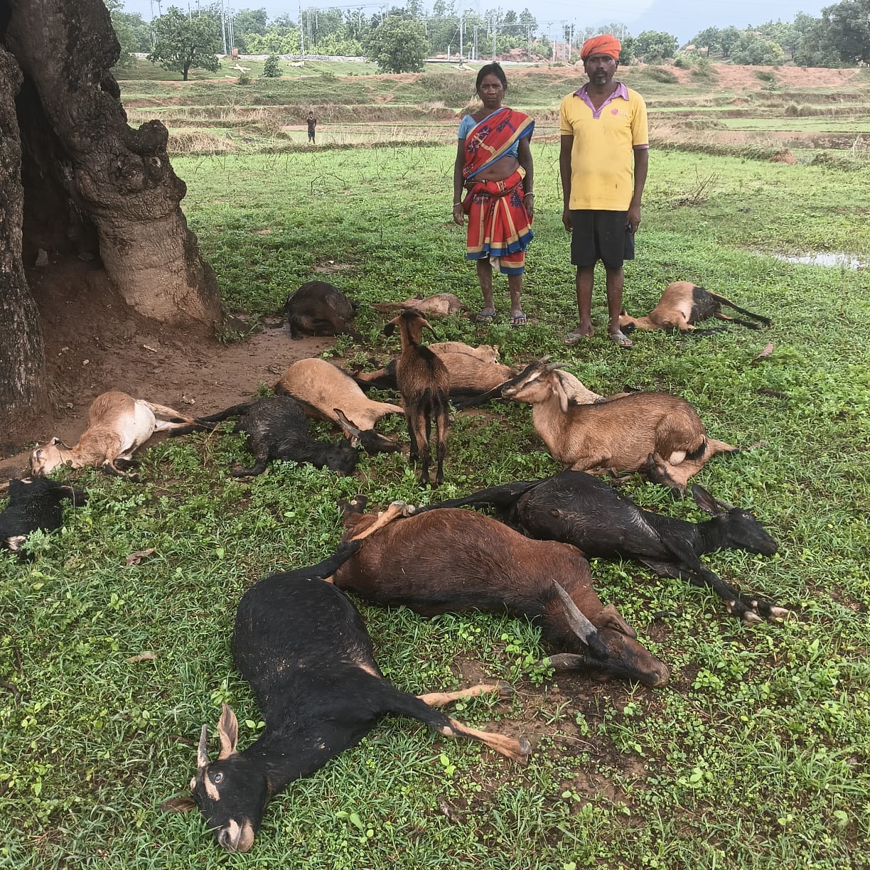 लातेहारः वज्रपात से 15 बकरियों की मौत