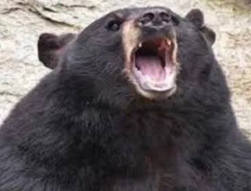 जमशेदपुरः टाटा जू में बीमार भालू की मौत, शव का हुआ पोस्टमार्टम