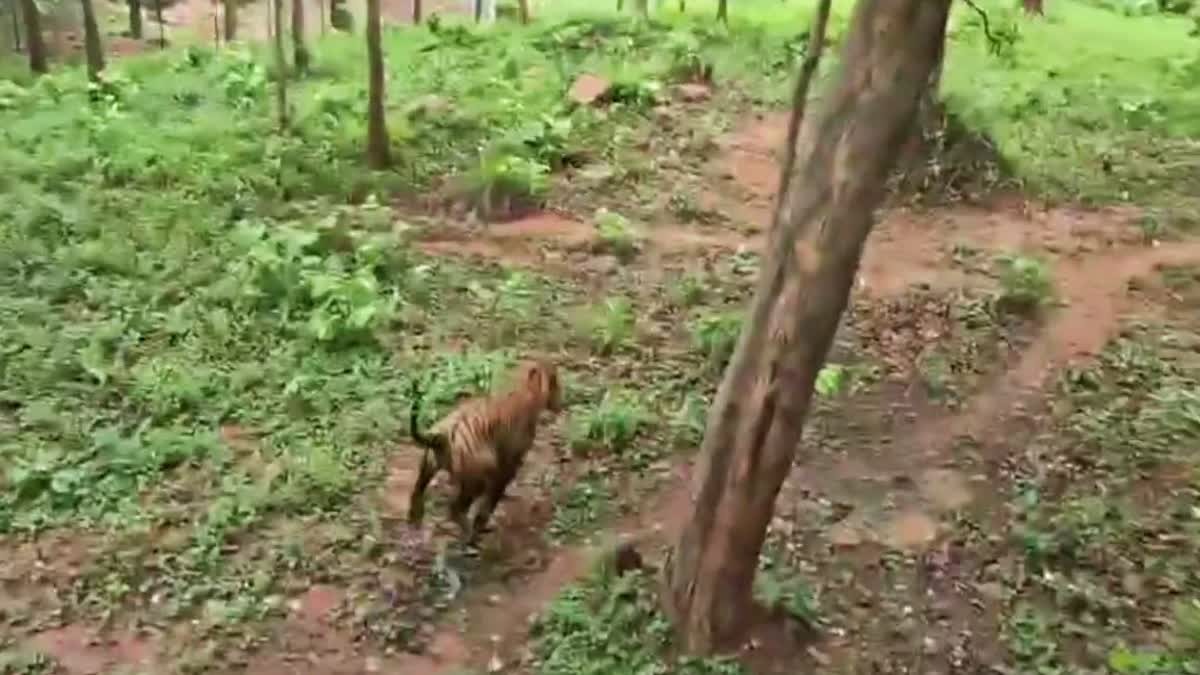 पलामू टाइगर रिजर्व में एक और बाघ की एंट्री, जानें कहां-कहां होते हुए पहुंचा PTR