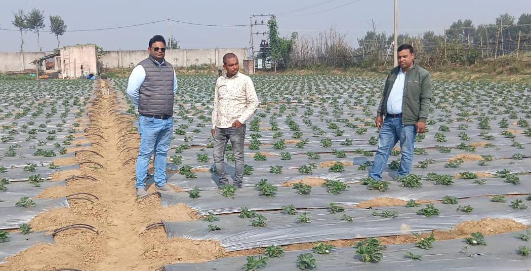 पलामूः पांकी में पहली बार स्ट्रॉबेरी की खेती, किसानों के लिए बनी मिसाल