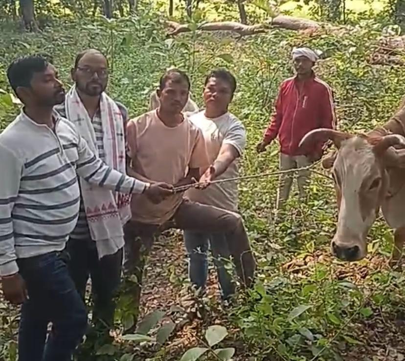 मनोहरपुरः ग्रामीणों ने तस्करी के लिए ले जाए जा रहे 16 मवेशियों को पकड़ा, भागे तस्कर