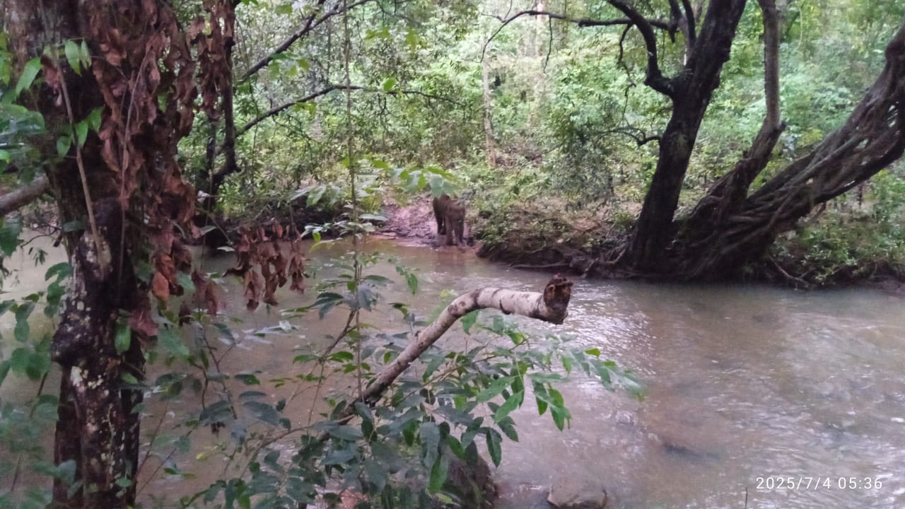 चाईबासाः आईईडी विस्फोट में घायल हाथी किया गया रेस्क्यू, इलाज शुरू