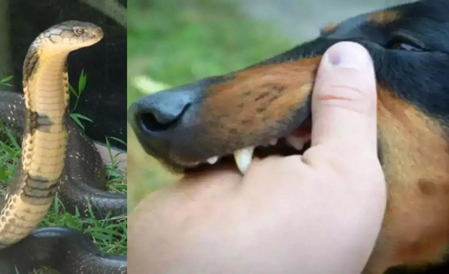 धनबादः सदर अस्पताल व सभी CHC में उपलब्ध कराई गई एंटी रेबीज व सांप काटने की दवा