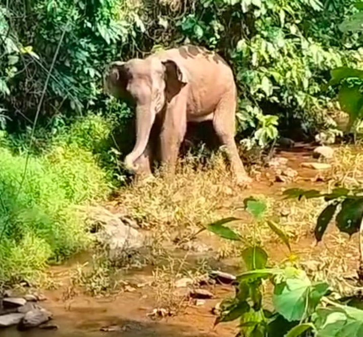 मनोहरपुरः सारंडा में IED ब्लास्ट में एक और हाथी घायल, डॉक्टरों की टीम कर रही इलाज