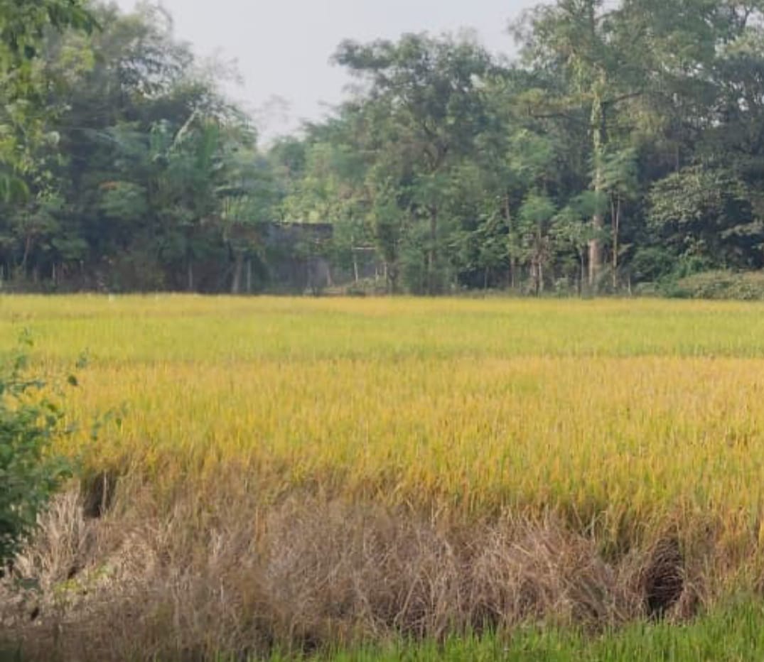 बहरागोड़ाः चक्रवाती बारिश से धान की फसल बर्बाद, किसानों के सपने टूटे