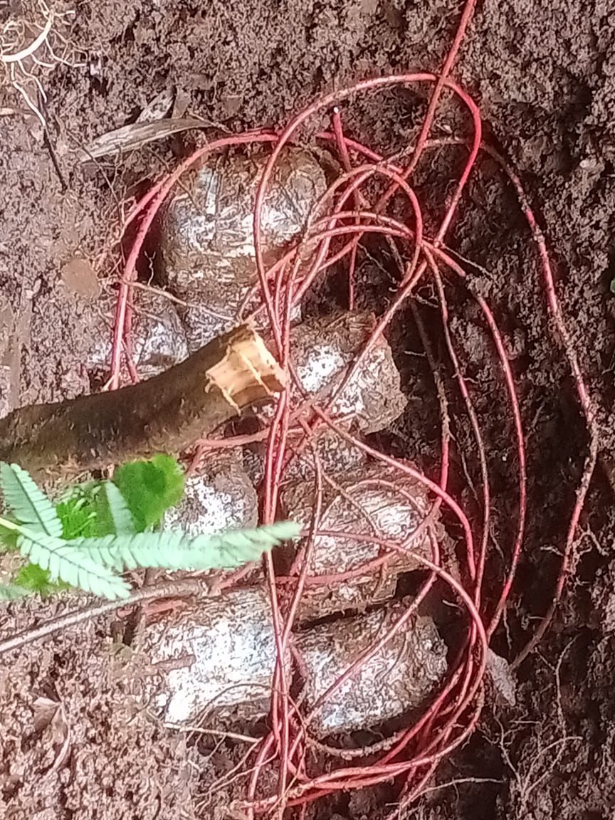 चाईबासाः नक्सलियों ने लगाए थे विस्फोटक, 16 आईईडी बरामद