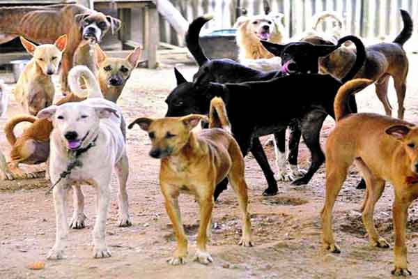 कुत्तों से ऐसी क्या नाराजगी है मी लार्ड!