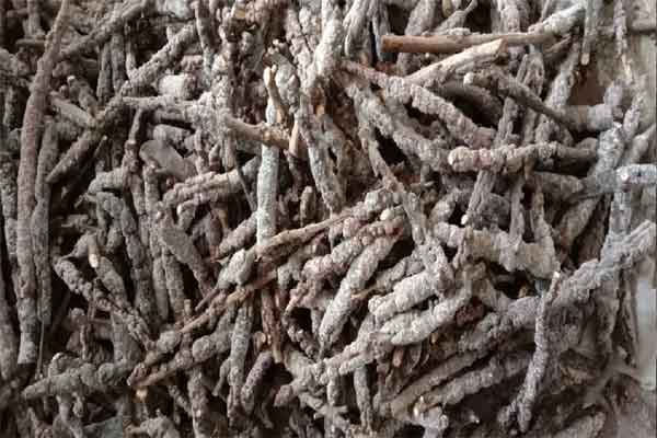 रांची : लाह उत्पादन के लिए 200 किसानों का मास्टर ट्रेनर्स प्रशिक्षण पूरा