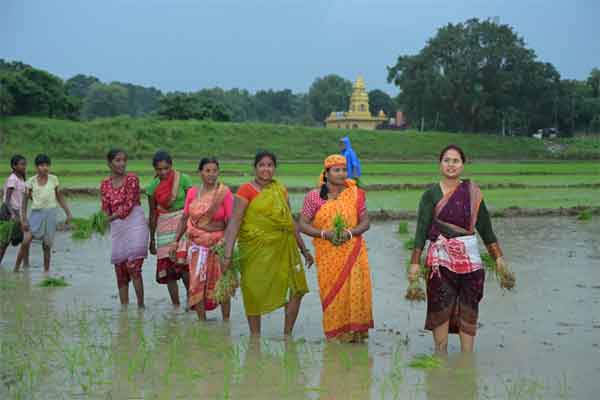झमाझम बारिश के बीच पानी से भरे खेत में कृषि मंत्री ने की धान रोपनी