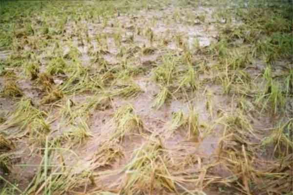 झारखंड में बारिश का असर: फसलों को नुकसान और आच्छादन की स्थिति